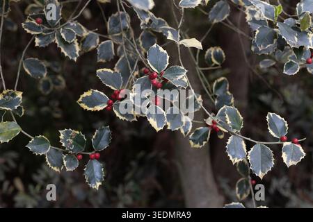 Bunte stechpalme, Nahaufnahme. Stockfoto