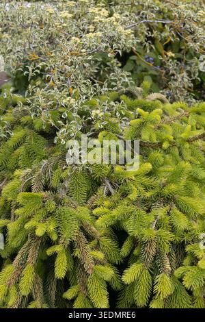 Bunte Pagode Hartholz und Goldtreiber Norwegische Fichte, zusammen in einem Garten. Stockfoto