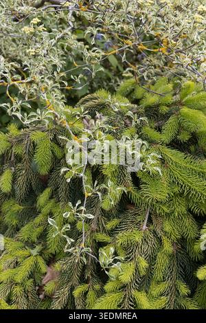 Bunte Pagode Hartholz und Goldtreiber Norwegische Fichte, zusammen in einem Garten. Stockfoto