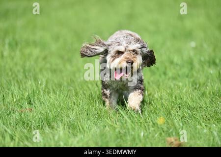 Cavapoo Hybrid Dog mit Cavalier King Charles Spaniel und Pudel, die über das grüne Grasfeld laufen Stockfoto