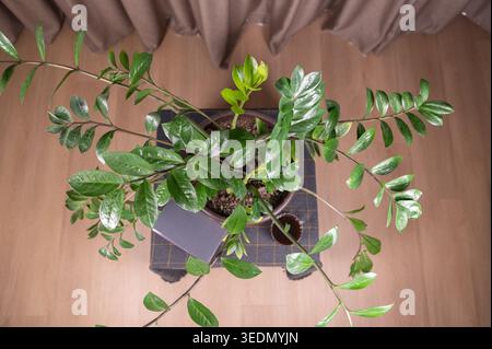 Modernes, minimalistisches Display mit lebendigem Grün unter gemütlicher, warmer Beleuchtung Stockfoto