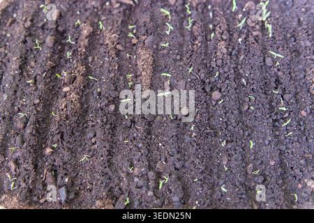 Nahaufnahme kleiner grüner Setzlinge, die aus dunklem fruchtbarem Boden wachsen. Frühes Pflanzenwachstum, Gartenbau und nachhaltiges Agrarkonzept. Stockfoto
