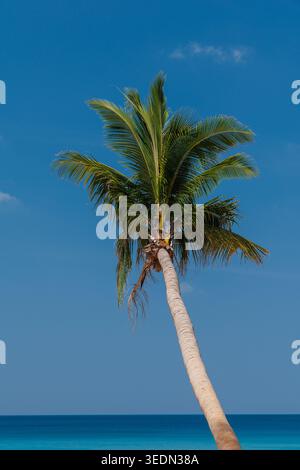 Ein mutig minimalistisches vertikales Porträt einer einzelnen Kokospalme, Cocos nucifera, die sich gegen ein ununterbrochenes Feld von tiefem, lebhaftem blauem Himmel lehnt Stockfoto