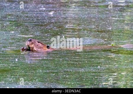 Ein nordamerikanischer Biber (Castor canadensis) schwimmt durch einen Teich im Kathryn Albertson Park in Boise, Idaho. Stockfoto
