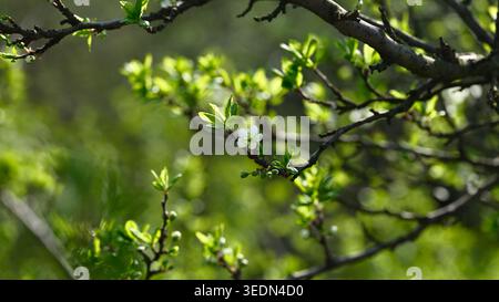 Eine einzelne weiße Pflaumenblüte auf einem Zweig in einem sonnendurchfluteten Obstgarten im frühen Frühjahr. Stockfoto