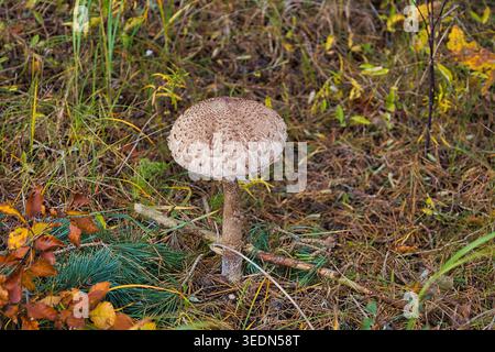 Ein majestätischer Parasolpilz (Macrolepiota procera) im Herbstwald bei Baabe auf Rügen; Herbstlandschaft auf dem Waldboden Stockfoto