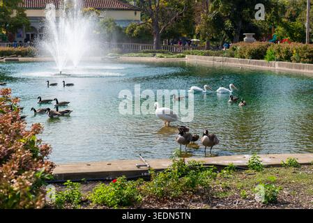 Pelicane, Gänse und Enten schwimmen an einem sonnigen Tag in einem friedlichen Teich mit Brunnen, umgeben von Grün. Landschaftlich reizvoller urbaner Park, Tierwelt und Naturland Stockfoto