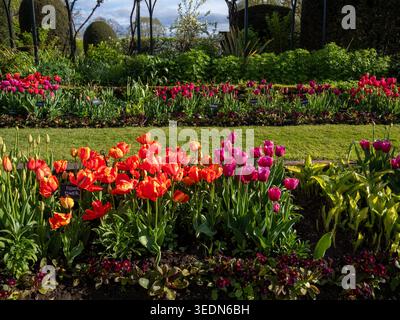 Chenies Manor versunkene GartenTulpen im April. Tulipa-Trick, Tulipa Louvre in brillanter Sonne. Stockfoto