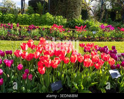 Chenies Manor versunkene GartenTulpen im April. Tulipa-Trick, Tulipa Louvre in brillanter Sonne. Stockfoto