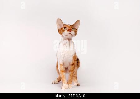 Ginger und White Devon Rex Cat sitzen auf weißem Hintergrund Stockfoto