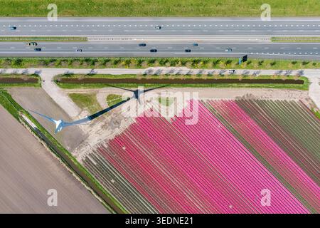 Aus der Vogelperspektive einer Windturbine, die einen langen Schatten über pulsierende rosa Tulpenfelder neben einer Autobahn mit Autos in Twisk, Nordholland, niederländisch wirft. Stockfoto