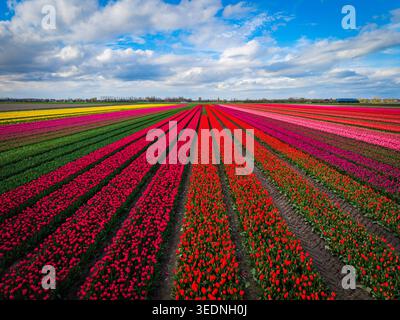 Aus der Vogelperspektive pulsierende Reihen blühender Tulpen in Rot, Rosa und Gelb unter einem blauen bewölkten Himmel in Sommelsdijk, Südholland, Niederlande. Stockfoto