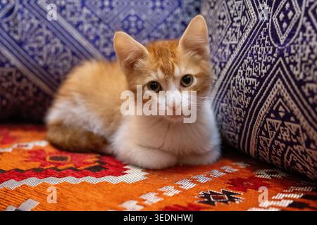 Ein orange-weißes Tabby-Kätzchen liegt friedlich auf lebendigen, traditionell gemusterten Kissen im marokkanischen Stil und blickt mit weiten Augen nach vorne. Stockfoto