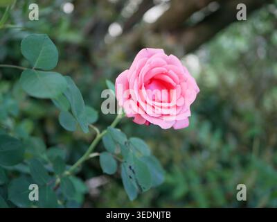 Eine helle rosa Rose blüht auf einem schlanken Stiel Stockfoto