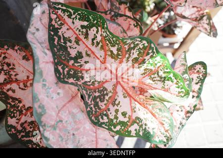 Das lebendige Laub einer Caladium Pink Beauty. Stockfoto