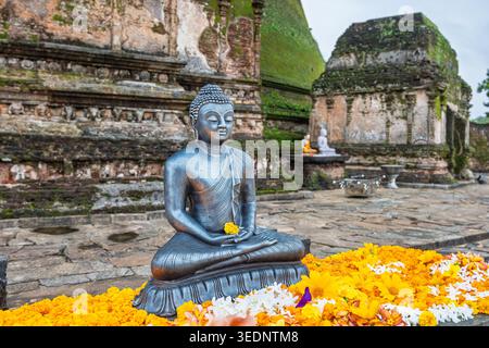 Polonnaruwa, Sri Lanka - 29. Dezember 2025: Antike Buddha-Statue mit hellen Ringelblumen vor verwitterten Ziegelsteintempelruinen in Polonna Stockfoto