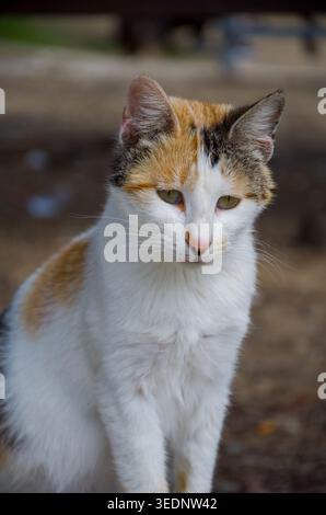 Nahaufnahme von Calico Cat im Freien Stockfoto