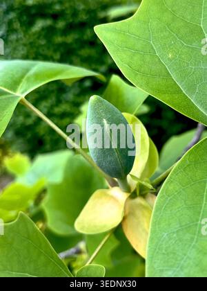 Blütenknospen auf einem Tulpenbaum oder Liriodendron tulipifera, Nahaufnahme der amerikanischen Tulpenblüte im Frühjahr Stockfoto