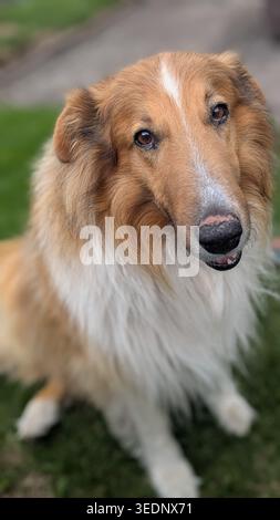 Porträt eines schönen, rauen Collie-Hundes, der in die Kamera schaut. Flauschiges Haustier mit braunem und weißem Fell. Stockfoto