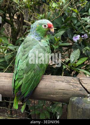 Nahaufnahme eines grünen Papageiens, der auf einem Holzzweig thront. Exotischer Vogel in seinem natürlichen Lebensraum mit verschwommenem Waldhintergrund Stockfoto
