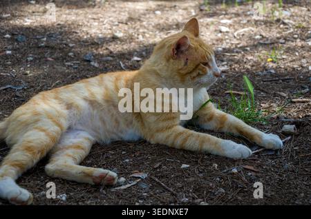Ingwerkatze, die sich im Freien auf unbefestigtem Boden entspannt Stockfoto