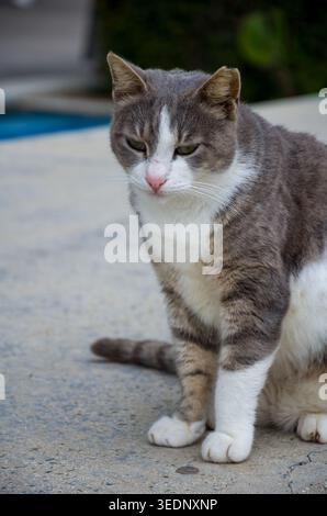 Nahaufnahme einer grauen und weißen Katze im Freien Stockfoto