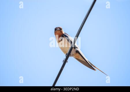 Scheunenschwalbe (Hirundo rustica), die auf einem Draht vor einem blauen Himmel thront. Stockfoto