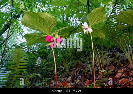 Trillium rugelii (Trillium rugelii) mit potenzieller Hybride von Vasey – Pisgah National Forest, Brevard, North Carolina, USA Stockfoto
