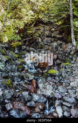 Kleiner Gebirgsstrom, der über Moosfelsen und Felsbrocken in einem dichten Wald fließt Stockfoto