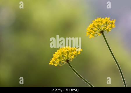 Zwei gelbe Wildblumen mit dünnen Stielen vor weichem grünem Hintergrund, minimalistische botanische Kunstszene in Griechenland. Stockfoto