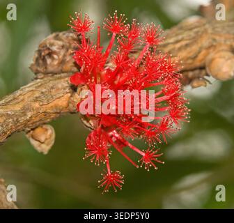 Ungewöhnliche leuchtend rote Blüten von Asteromyrtus brassii, Familie der Myrtaceae, einem australischen einheimischen Baum/Sträucher mit Blüten aus Holzzweigen Stockfoto