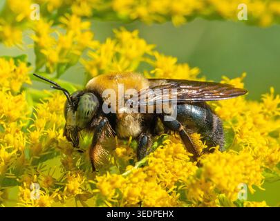 Nahaufnahme einer gemeinsamen Osthummel auf Ragweed. Stockfoto