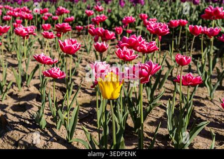 Eine gelbe Tulpe steht in einem Feld aus rosa, doppelt gerüschten Tulpen in Agassiz, British Columbia, Kanada Stockfoto