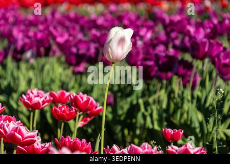 Einzelne weiße und rosafarbene Tulpe mit Blick auf den Hintergrund violetter Blumen in Agassiz British Columbia Kanada Stockfoto