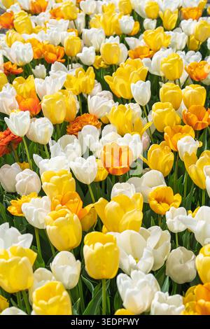 Lebhaftes Feld mit gelben, orangen und weißen Tulpen in voller Frühlingsblüte in den Niederlanden Stockfoto