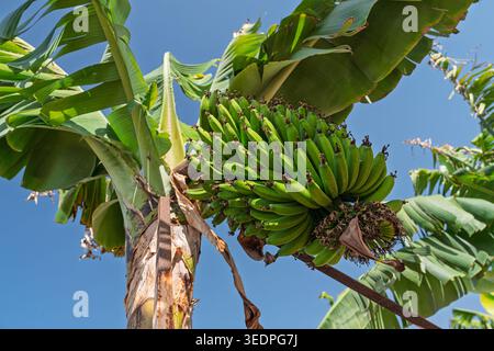 Unreife Bananen wachsen auf einem Baum auf Teneriffa, den Kanarischen Inseln, Spanien, vor blauem Himmel Stockfoto