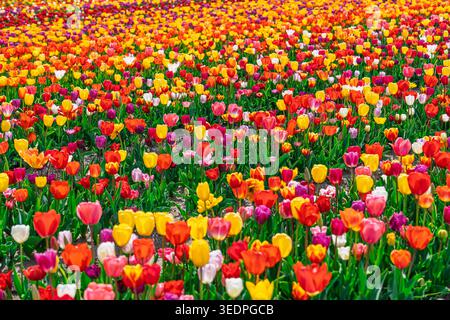 Lebhaftes Frühlings-Tulpenfeld im Skagit Valley, Washington, Heller Sunny Day of Blooms and Color Stockfoto