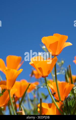 Niedriger Winkel von hellorangefarbenen kalifornischen Mohnblumen (Eschscholzia californica), die vor einem klaren blauen Himmel blühen. Stockfoto