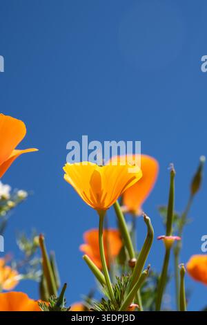 Niedriger Winkel von hellorangefarbenen kalifornischen Mohnblumen (Eschscholzia californica), die vor einem klaren blauen Himmel blühen. Stockfoto