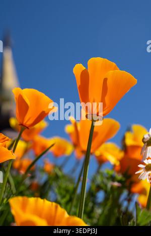 Niedriger Winkel Aufnahme von hellorangefarbenen kalifornischen Mohnblumen (Eschscholzia californica) mit einer verschwommenen goldenen Pagode und blauem Himmel Hintergrund. Stockfoto