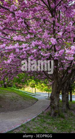 Blühende Sakura-Allee auf der Peizazhna-Allee im Zentrum von Kiew, Ukraine, mit rosa Kirschblüten, Frühlingsbäumen und gewundenen Pfaden Stockfoto