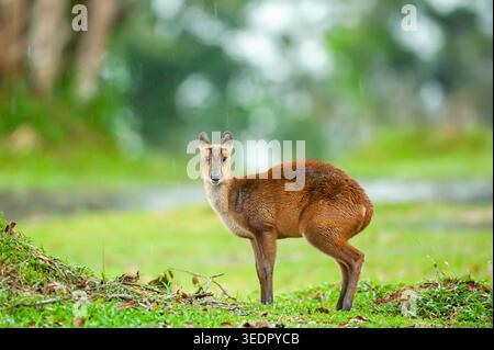 Ein Kitz steht im Regen auf einer grünen Wiese im Khao Yai Nationalpark, Thailand. Stockfoto