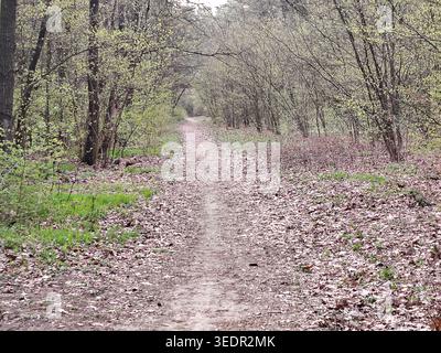 Schotterweg führt durch einen Quellwald. Stockfoto