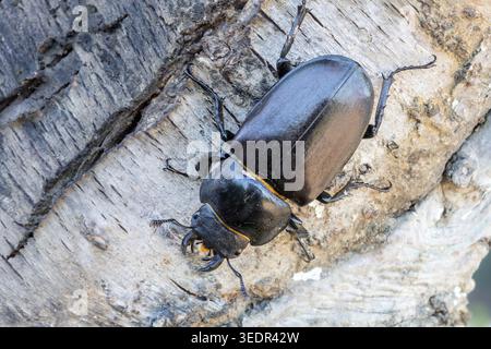 Hirschkäfer (Lucanus cervus) auf Baumrinde, Makroaufnahme Stockfoto