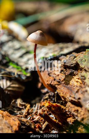 Der Pilz Mycena galericulata steht hoch auf einem verfaulenden Baumstamm, umgeben von üppigen Waldschutt, und zeigt komplexe Details unter sanftem Sonnenlicht. Stockfoto