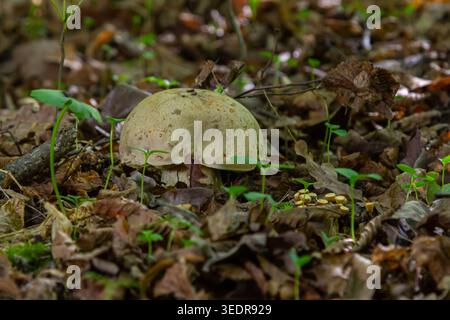 In einem üppigen Wald steht ein großer Amanita phalloides Pilz im Kontrast zu kleineren Gyroporus cyanescens, umgeben von gefallenen Blättern und jungen Pflanzen Stockfoto
