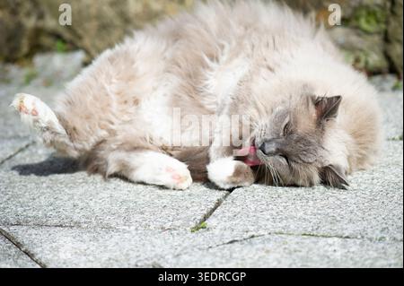 Ragdoll Katze genießt die Sonne auf der Terrasse Stockfoto