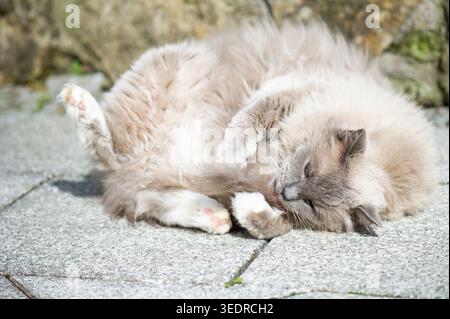 Ragdoll Katze genießt die Sonne auf der Terrasse Stockfoto