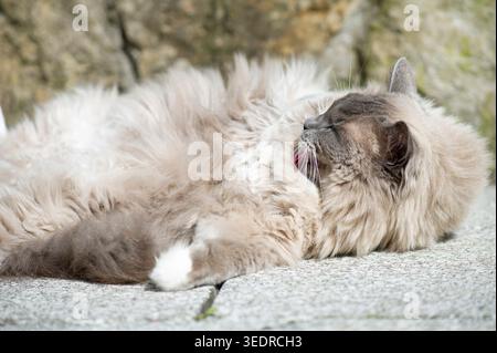 Ragdoll Katze genießt die Sonne auf der Terrasse Stockfoto