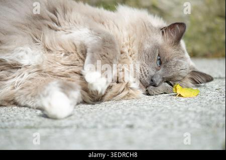Ragdoll Katze genießt die Sonne auf der Terrasse Stockfoto